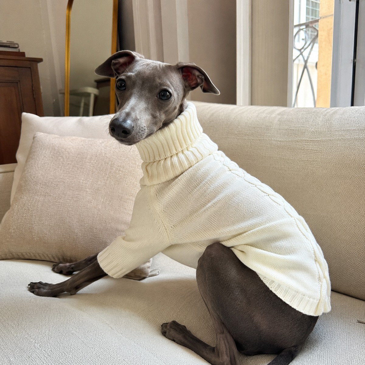 Lévrier italien en pull écru