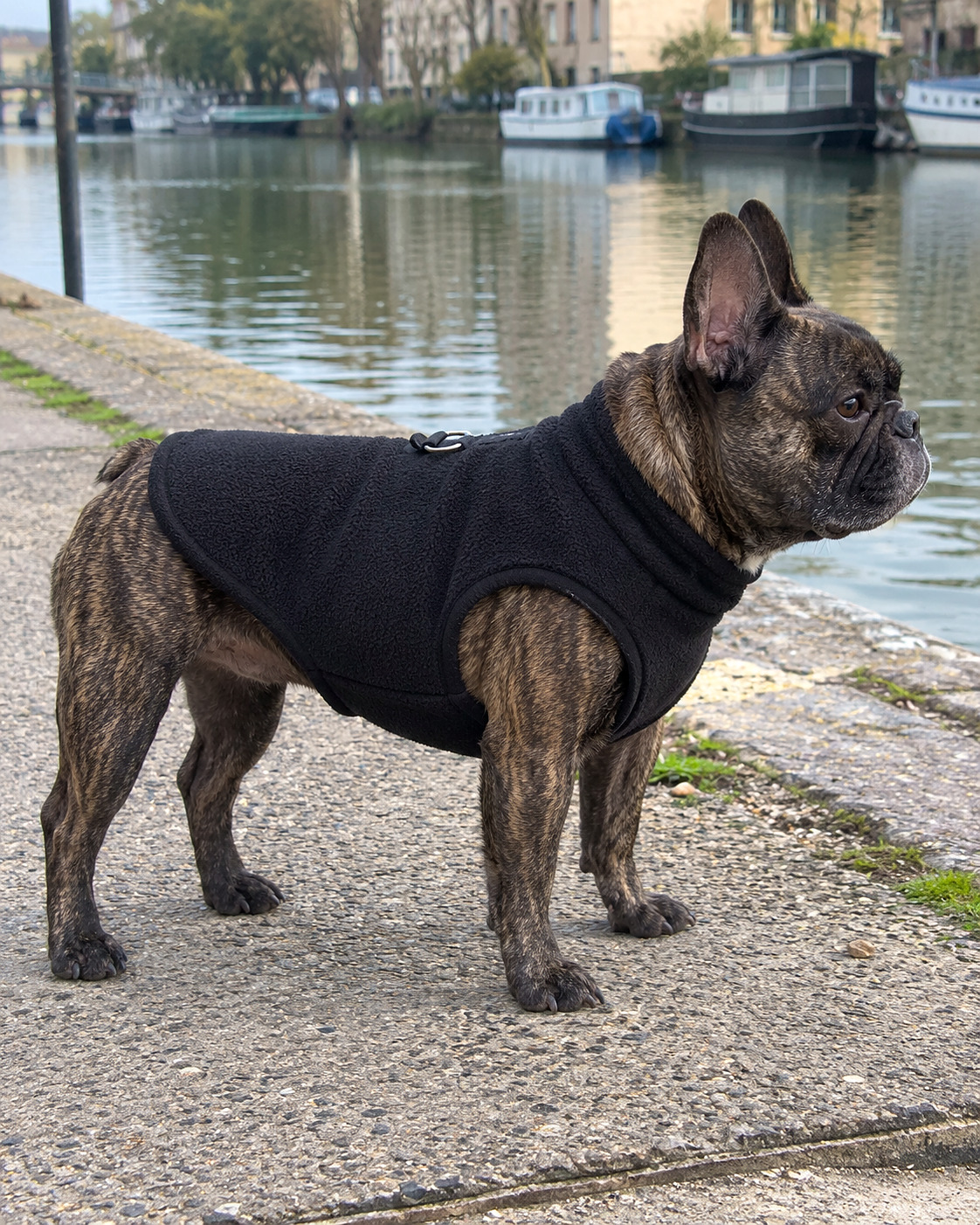 Bouledogue français en polaire, le long du canal