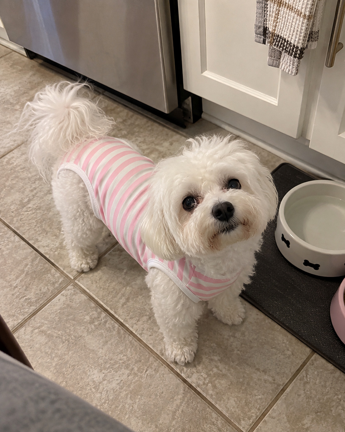 Bichon en combinaison de convalescence