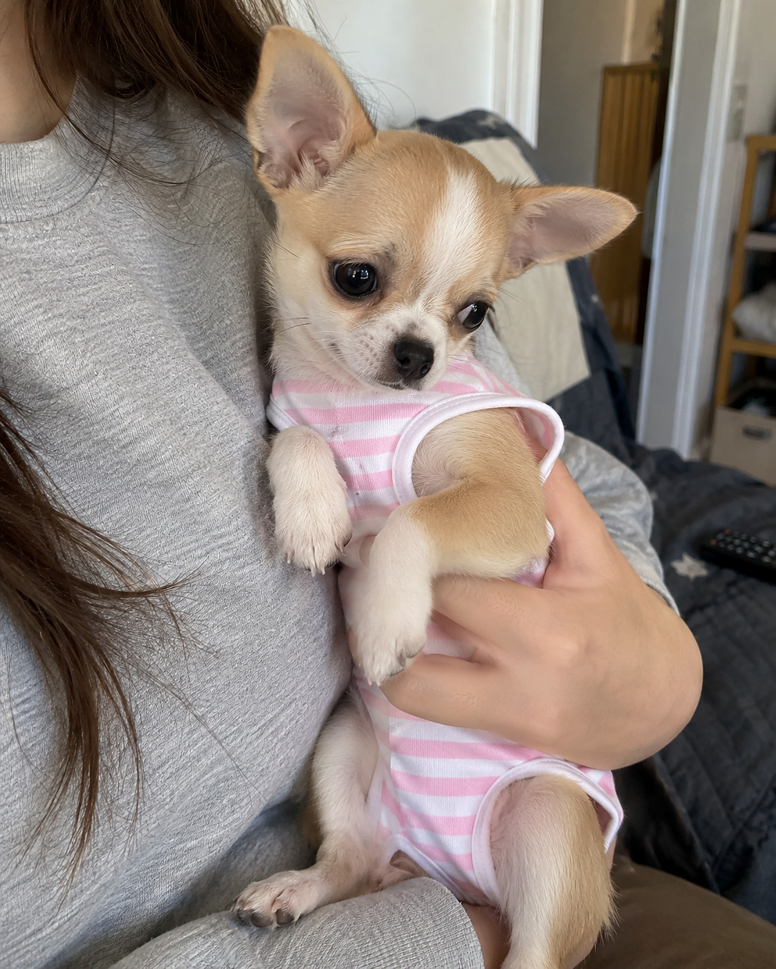 Le Menu — chihuahua · yorkshire · spitz nain